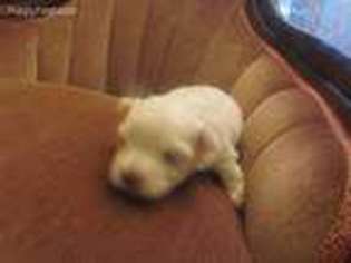 Maltese Puppy for sale in Baskerville, VA, USA