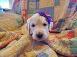 Goldendoodle Puppy for sale in Vernon, AZ, USA