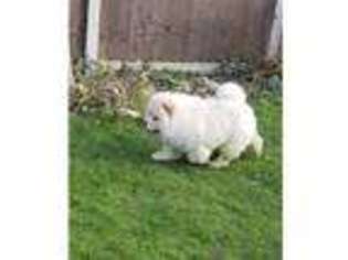 Chow Chow Puppy for sale in Stamford, Lincolnshire (England), United Kingdom