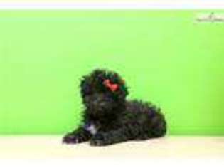 Shih-Poo Puppy for sale in Chillicothe, OH, USA