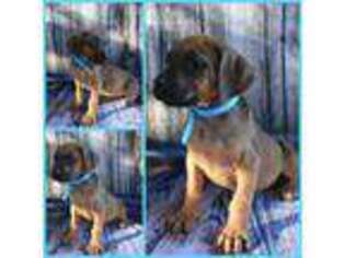Rhodesian Ridgeback Puppy for sale in Lithia, FL, USA