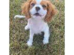 Cavalier King Charles Spaniel Puppy for sale in Grovetown, GA, USA