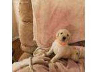 Labradoodle Puppy for sale in Bella Vista, AR, USA