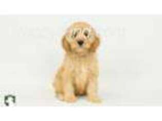 Cavapoo Puppy for sale in Montclair, CA, USA