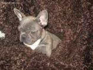 French Bulldog Puppy for sale in Indianola, IA, USA