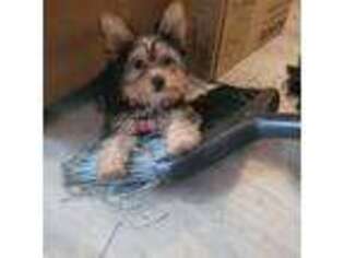Yorkshire Terrier Puppy for sale in Marydel, DE, USA