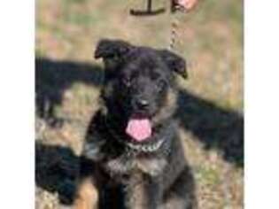 German Shepherd Dog Puppy for sale in Dothan, AL, USA