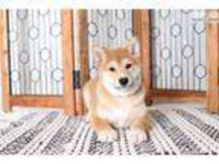 Shiba Inu Puppy for sale in Fort Myers, FL, USA