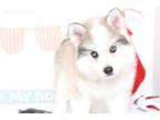 Siberian Husky Puppy for sale in Naples, FL, USA