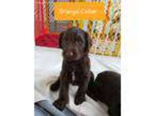 Labradoodle Puppy for sale in Woodruff, SC, USA