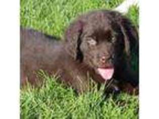 Newfoundland Puppy for sale in Holton, MI, USA