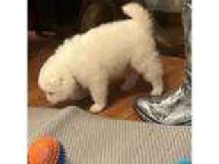 Samoyed Puppy for sale in Goldendale, WA, USA
