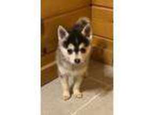 Alaskan Klee Kai Puppy for sale in Shepherd, MT, USA