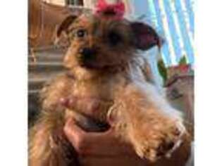 Yorkshire Terrier Puppy for sale in San Leandro, CA, USA