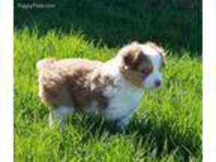 Miniature Australian Shepherd Puppy for sale in Hudsonville, MI, USA