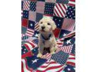Goldendoodle Puppy for sale in Beaverton, AL, USA