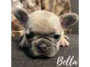 French Bulldog Puppy for sale in Inkster, MI, USA