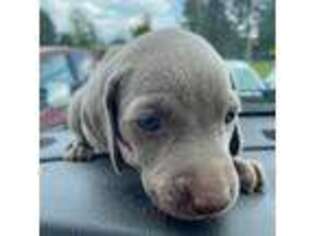 Weimaraner Puppy for sale in Post Falls, ID, USA