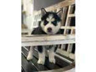 Siberian Husky Puppy for sale in Prim, AR, USA