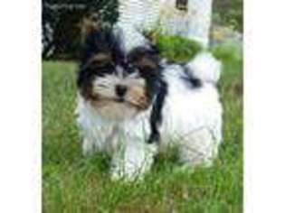 Biewer Terrier Puppy for sale in Burton, MI, USA