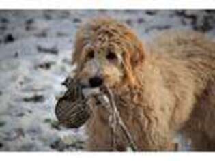 Goldendoodle Puppy for sale in Pennock, MN, USA