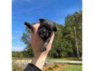 French Bulldog Puppy for sale in Valdosta, GA, USA