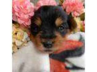 Yorkshire Terrier Puppy for sale in Okoboji, IA, USA