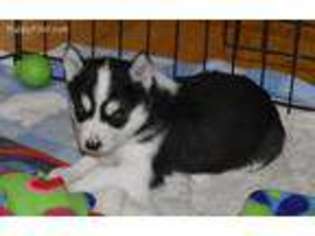 Siberian Husky Puppy for sale in Meridian, ID, USA