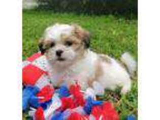 Mal-Shi Puppy for sale in Winter Haven, FL, USA