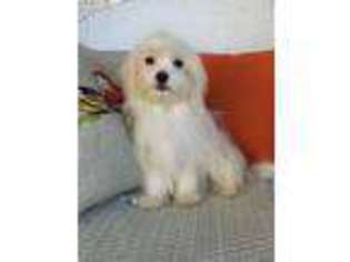 Maltese Puppy for sale in West Liberty, KY, USA