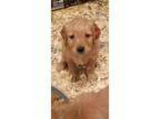 Golden Retriever Puppy for sale in Council Bluffs, IA, USA