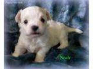 Maltese Puppy for sale in Chagrin Falls, OH, USA