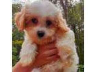 Maltese Puppy for sale in Coventry, CT, USA