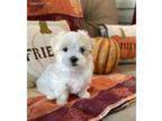 Maltese Puppy for sale in Morehead, KY, USA