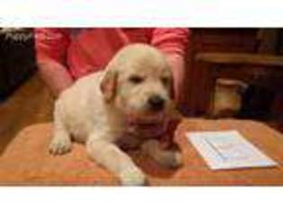 Goldendoodle Puppy for sale in Bay City, MI, USA