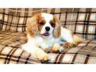 Cavalier King Charles Spaniel Puppy for sale in Cookeville, TN, USA