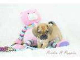 Puggle Puppy for sale in Pottersville, MO, USA