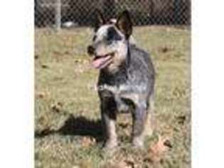 Australian Cattle Dog Puppy for sale in Hazlehurst, GA, USA