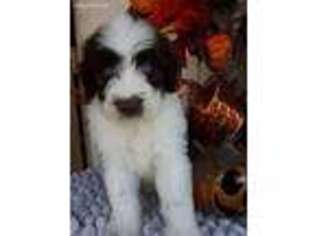 Mutt Puppy for sale in Sorrento, FL, USA