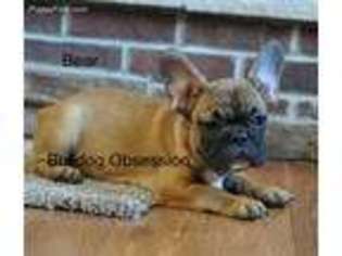 French Bulldog Puppy for sale in Inwood, IA, USA