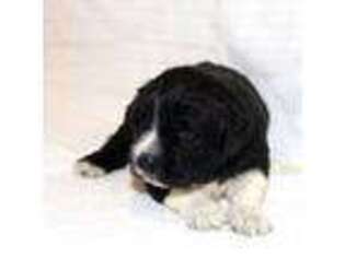 Newfoundland Puppy for sale in Sugarcreek, OH, USA