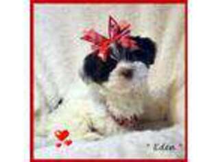 Shorkie Tzu Puppy for sale in Fort Worth, TX, USA