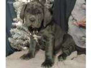 Neapolitan Mastiff Puppy for sale in Mexico, MO, USA