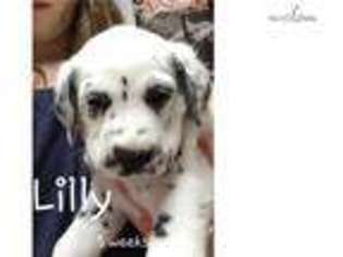 Dalmatian Puppy for sale in State College, PA, USA