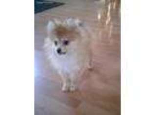 Pomeranian Puppy for sale in Simi Valley, CA, USA