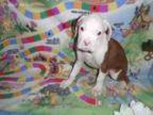 Boxer Puppy for sale in Warrenton, MO, USA