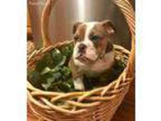 Olde English Bulldogge Puppy for sale in Williamstown, NJ, USA