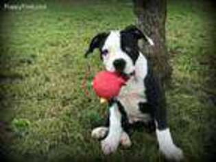 American Bulldog Puppy for sale in Zebulon, GA, USA