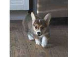 Pembroke Welsh Corgi Puppy for sale in Groveton, TX, USA
