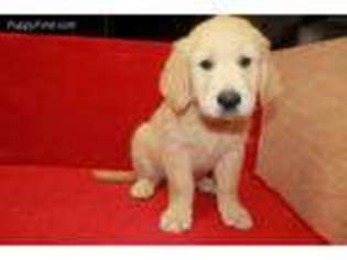 Golden Retriever Puppy for sale in Sallisaw, OK, USA